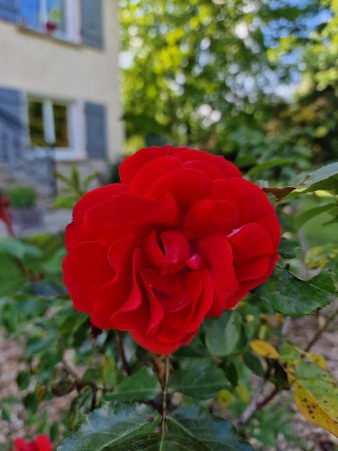Gite L'Enclos O Rendez-Vous Roquefeuil-Pays De Sault- Avec Jardin Exteriér fotografie